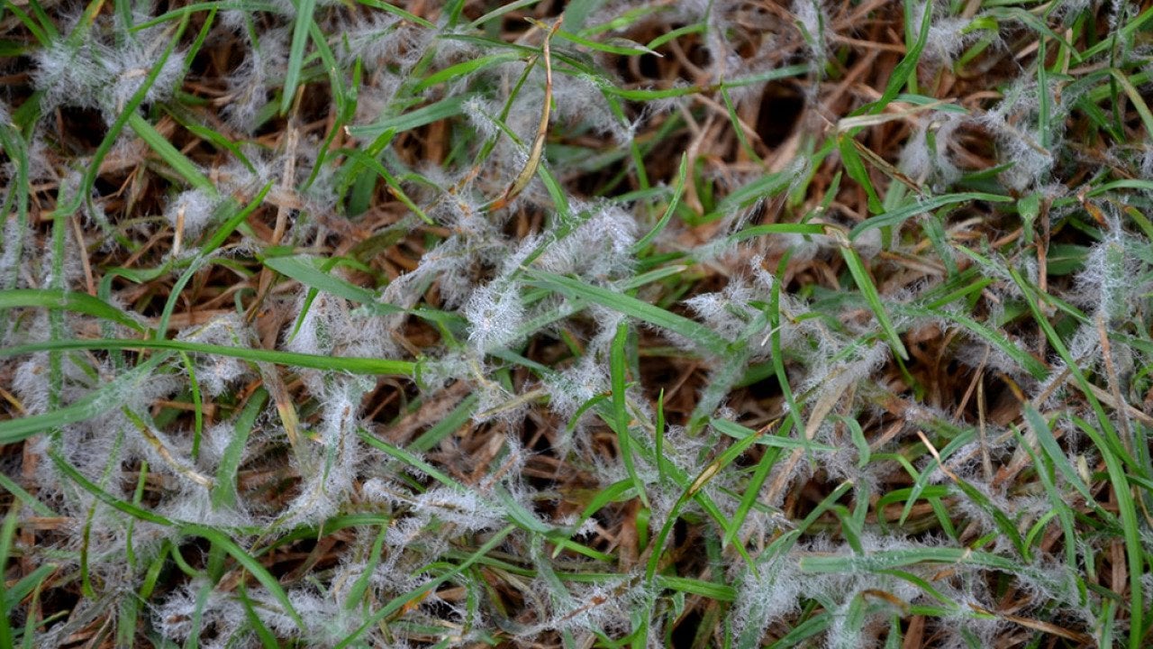 Snow mold forms on lawn grass.