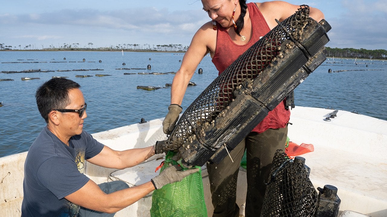 A couple harvesting oysters at a coastal farm. 