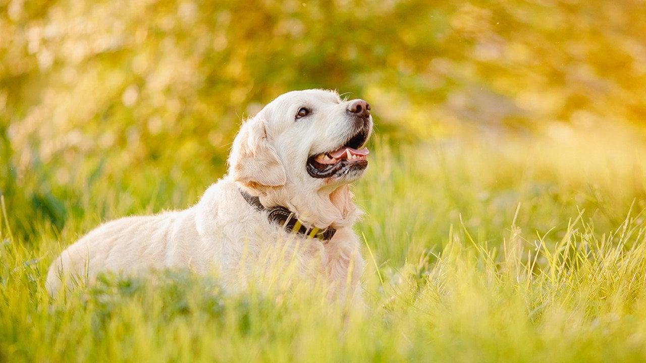 Spring allergies in dogs: What pet parents should know when pollen season arrives