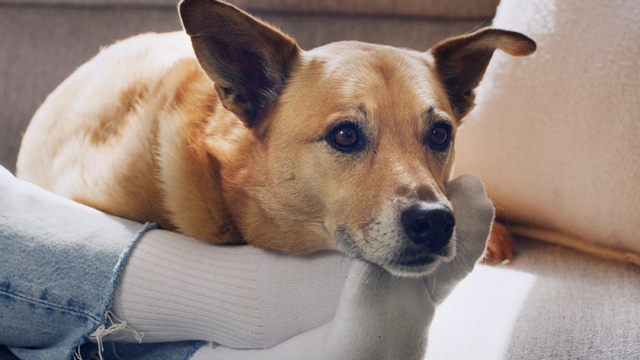 A dog relaxing by the feet of its owner on a sofa.