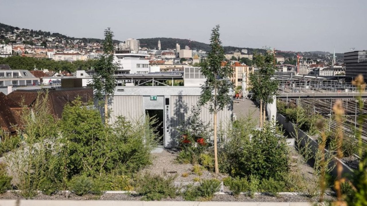 A rooftop with greenery in an urban neighborhood. 