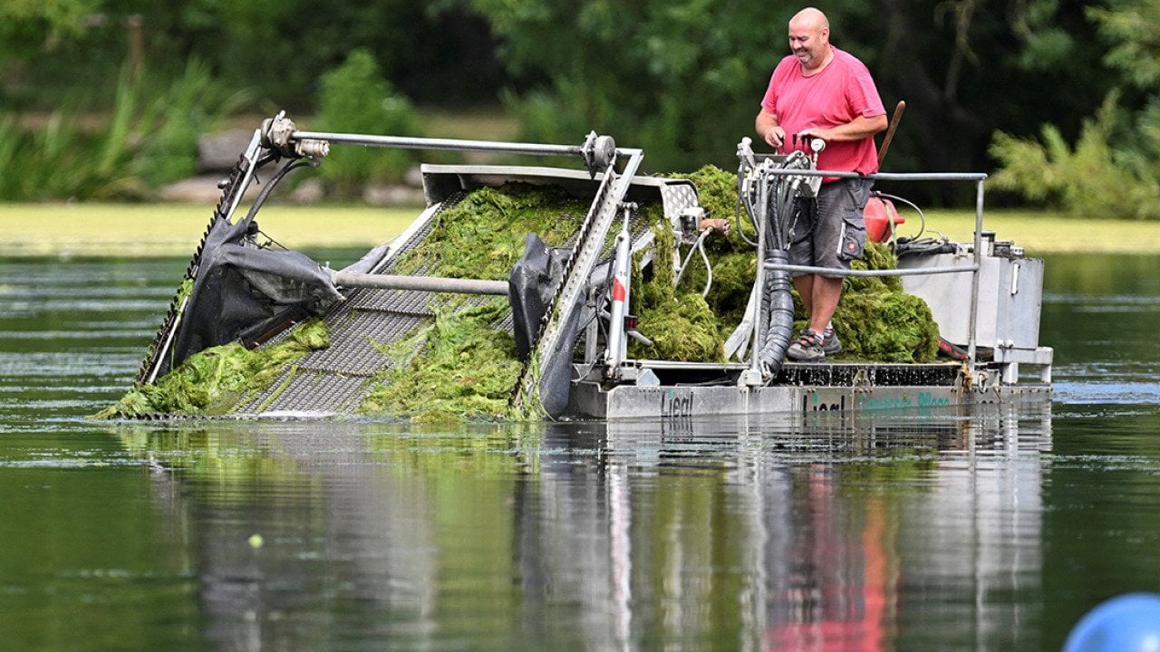 A coxswain in a mowing boat cutting hornwort plants in Max-Eyth lake, Stuttgart, Germany.
