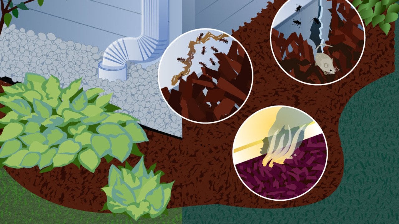 An illustration and focused shots of mulch and house pests.