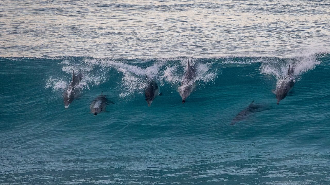 A group of common bottle-nosed dolphins (tursiops truncatus) seen surfing in waves near Esperance in Western Australia.