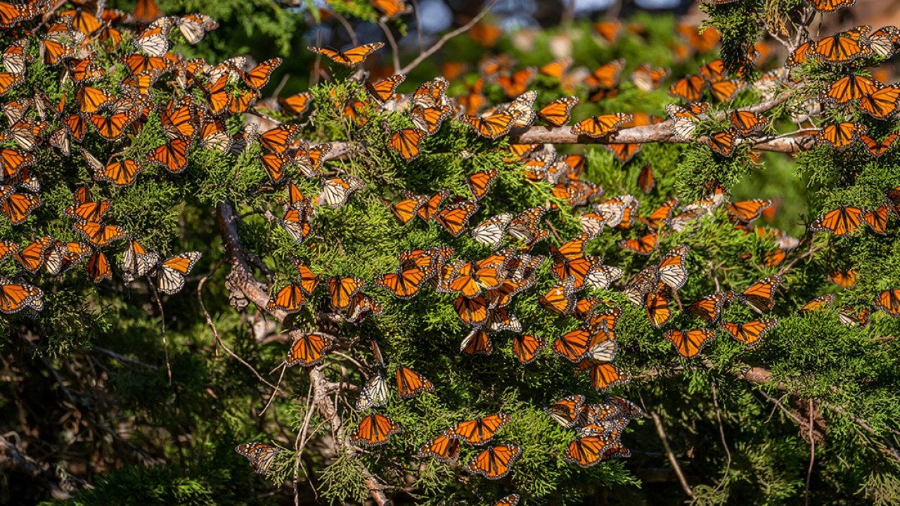 Can we bring back the butterflies?