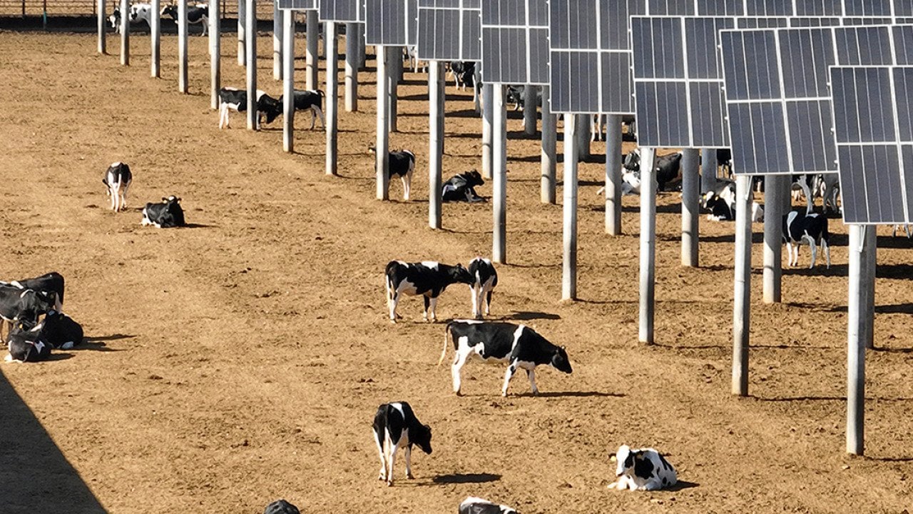 Cows seen grazing near solar panels at Ningxia Saishang Muyuan Animal Husbandry Ecological Breeding Enterprise in China.