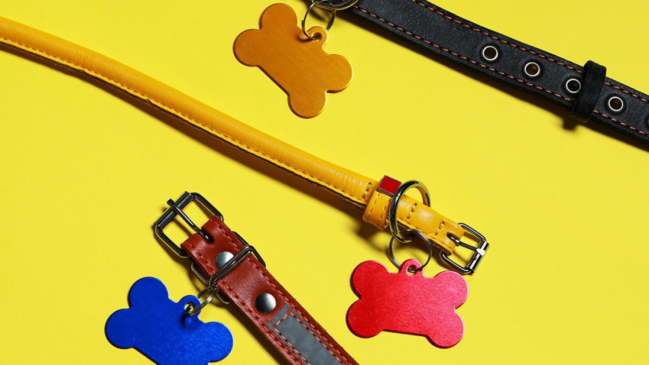 Leather dog collars with bone pendants on a yellow background.