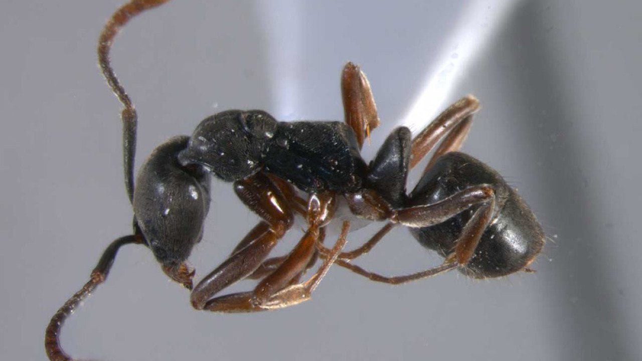 Close up view of an Asian Needle Ant worker on a gray background.