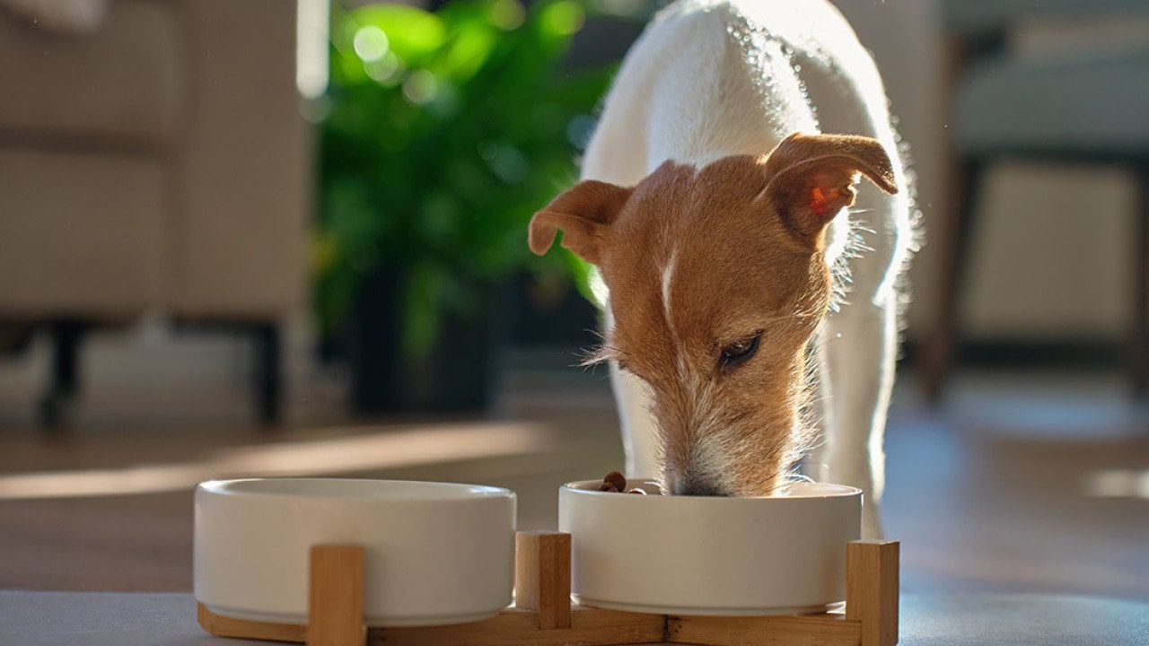 A small Jack Russell Terrier dog enjoying its meal from a ceramic dog bowl.