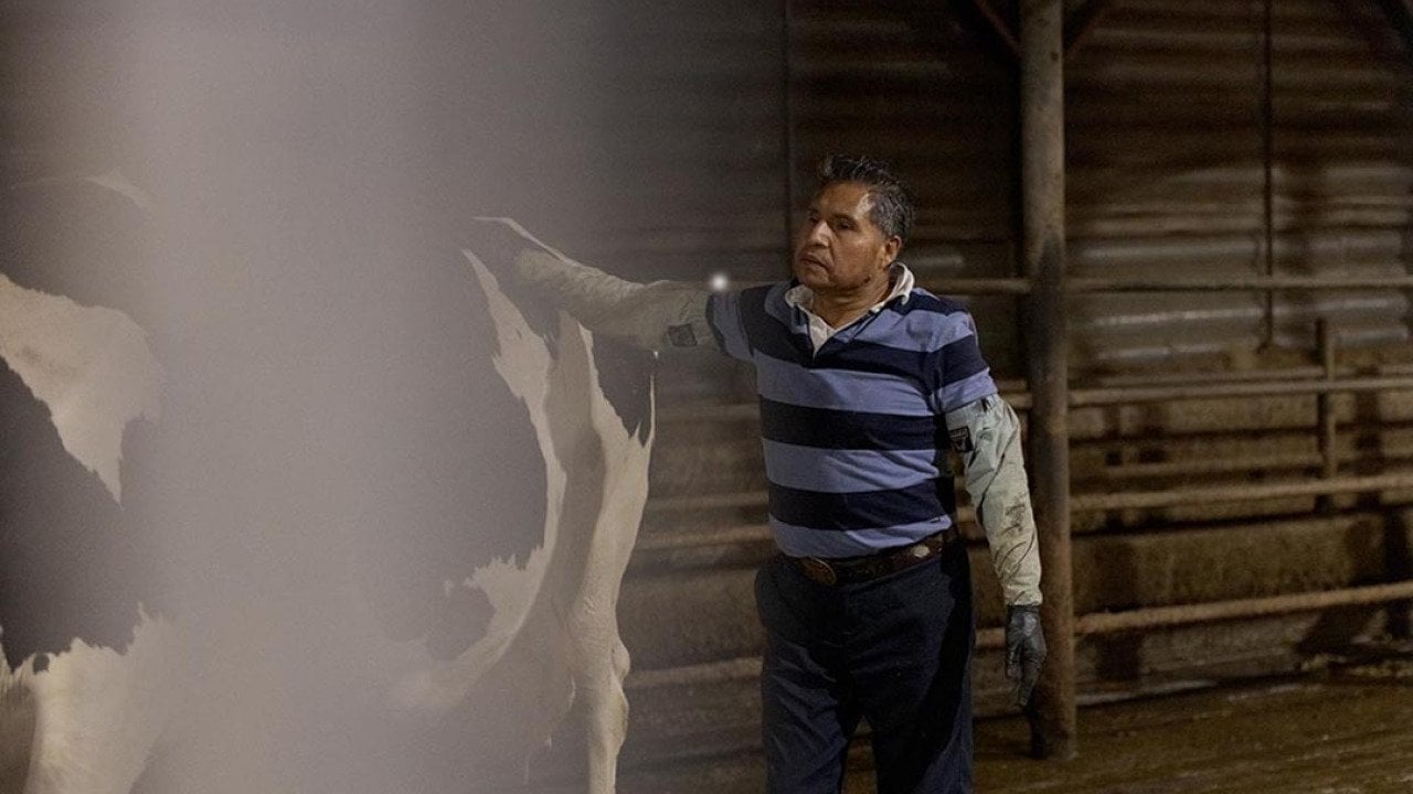 Hilario, a dairy worker, who is seen guiding cows onto the milking area in a dairy farm in Vermont, USA.