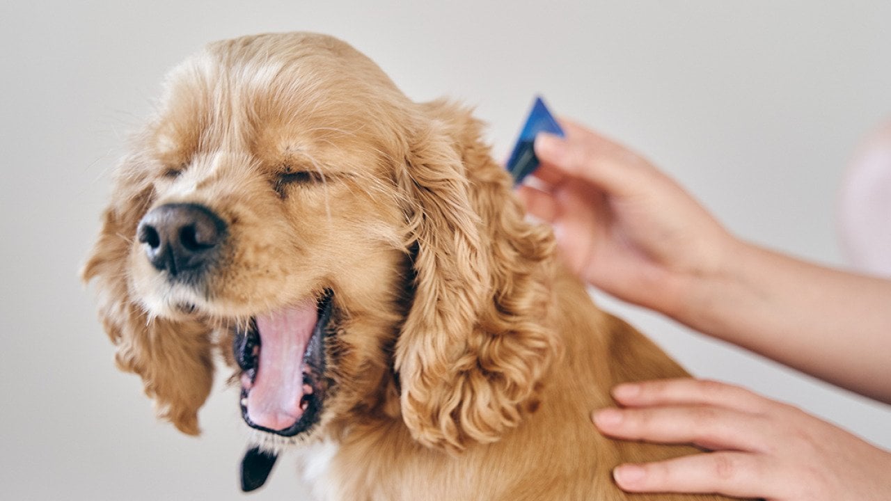 A small dog being treated with parasite medication.