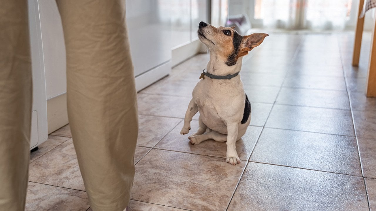 A Jack Russell dog looking up to its owner for food at home.