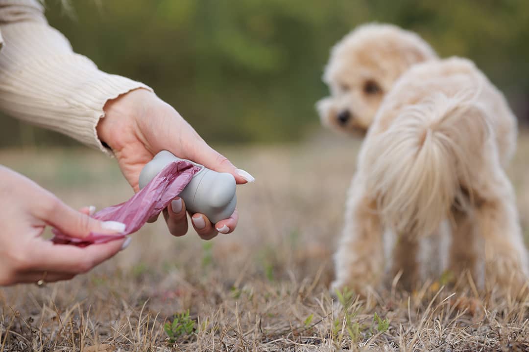 Owner picking up their maltipoo dog's poop with plastic bag.