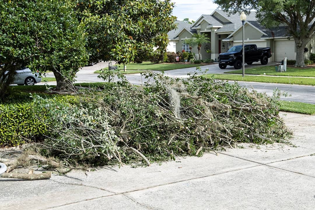 Trimmings of trees on the side of a residential street for waste pickup.