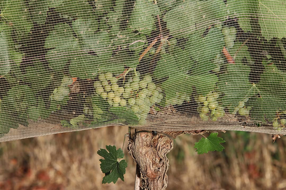 People are willing to pay more for climate-proof wine, study shows