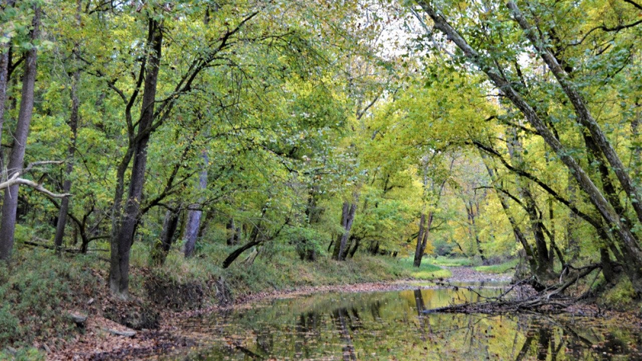 Wooded creek at Big Oaks National Wildlife Refuge