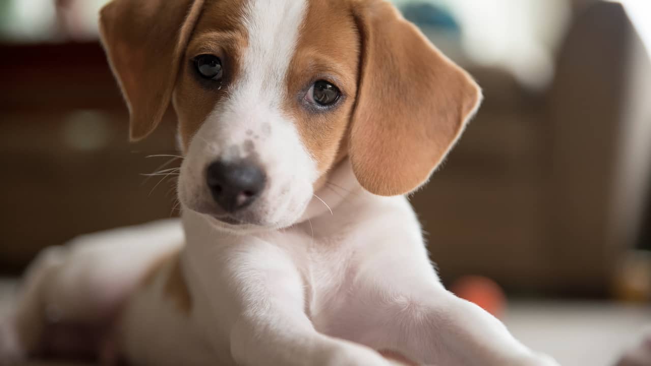 A beagle puppy on the floor.