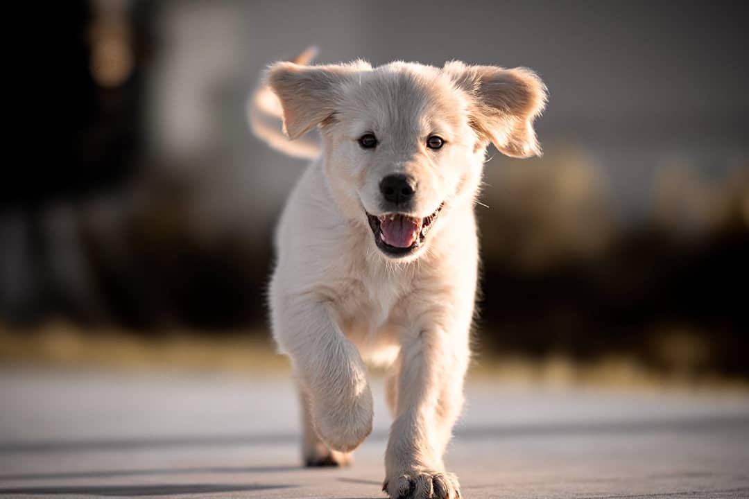 A golden retriever puppy running with its mouth open.