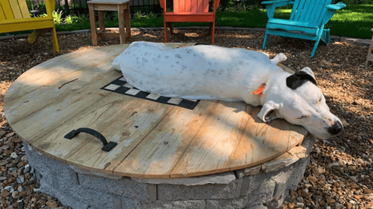 Barkitecture: 12 dog-friendly landscaping ideas for your backyard