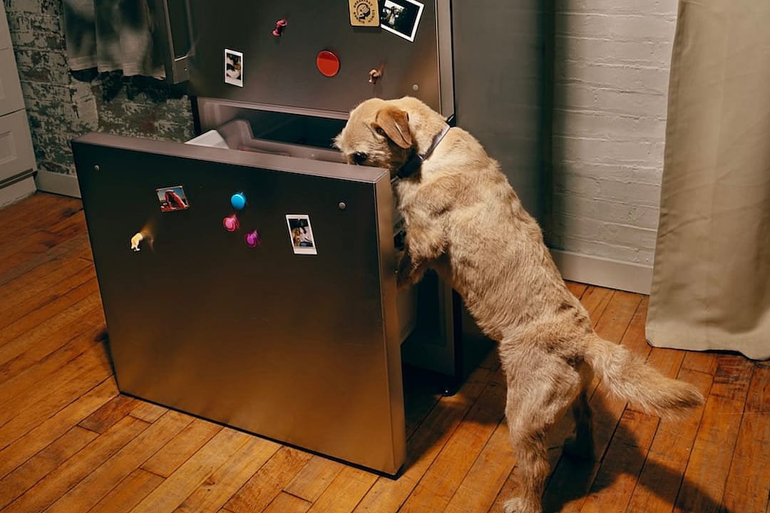 A dog looking inside a bottom drawer of a refrigerator.
