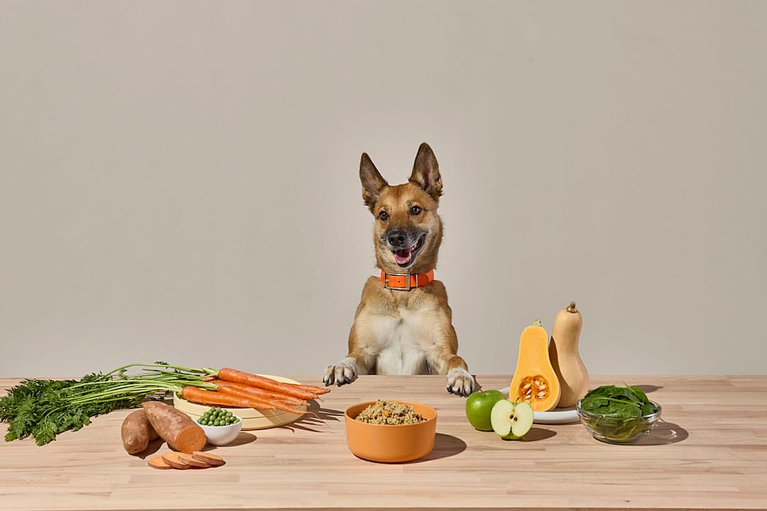 A German Shepherd dog in front of a table with fresh fruits and vegetables.