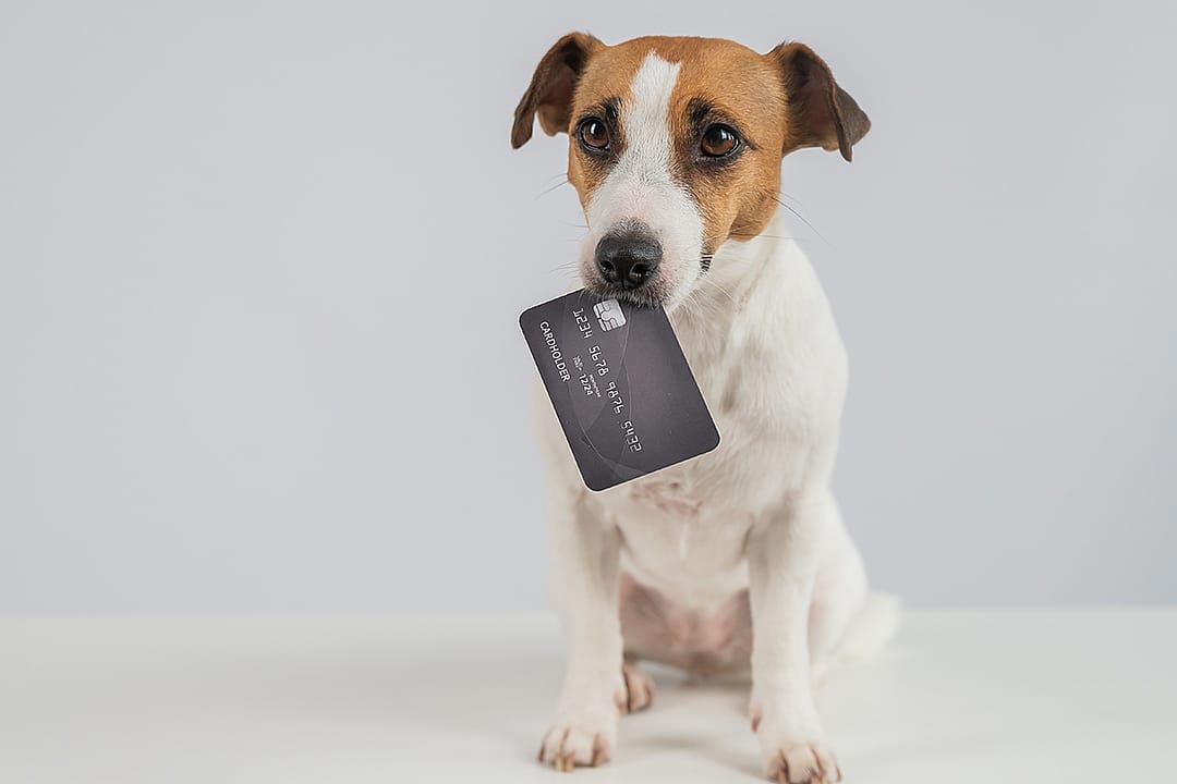 A dog holding a bank card in its mouth.