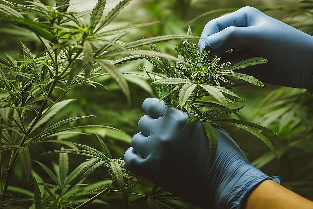 合法化的陰暗面：美國大麻產業鏈中的華人苦力貿易