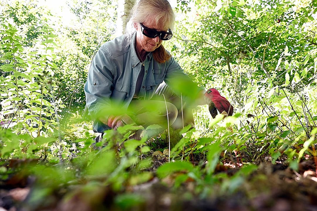 Kim Payne of Westbrook weeds the 1912 garden that was originally conceived and planted by Admiral Perry's wife Josephine Diebitsch.