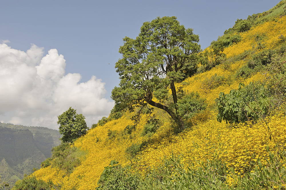 Enkutatash (Ethiopia)