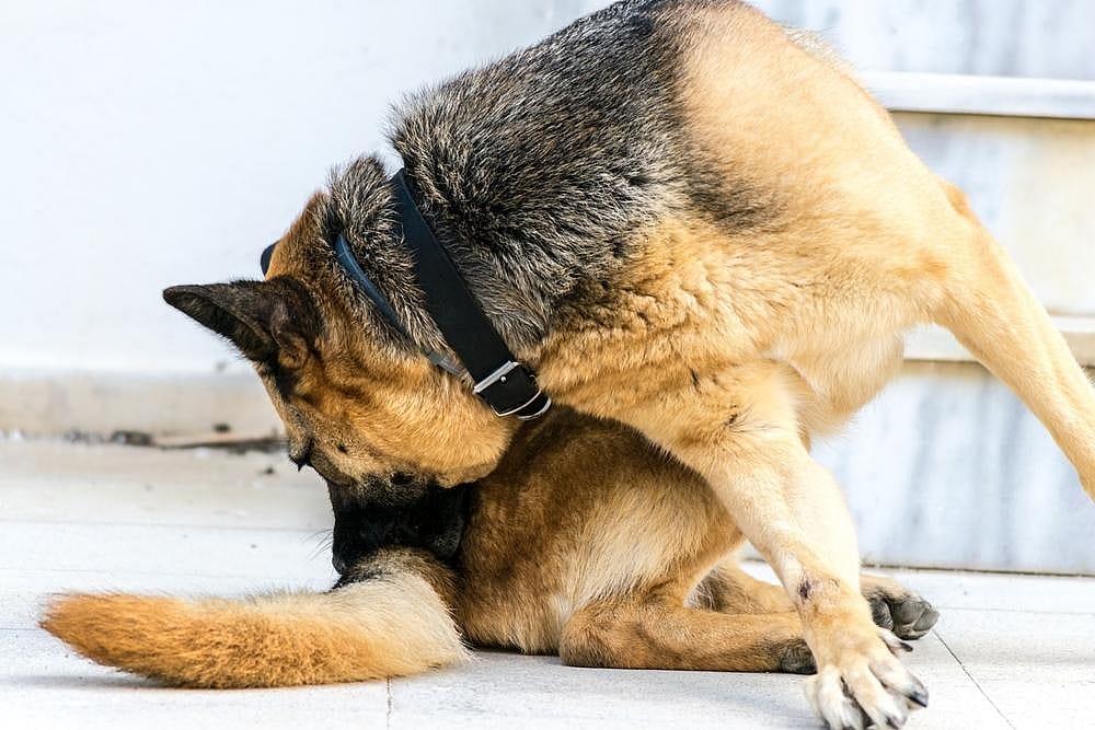 Chase one's tail