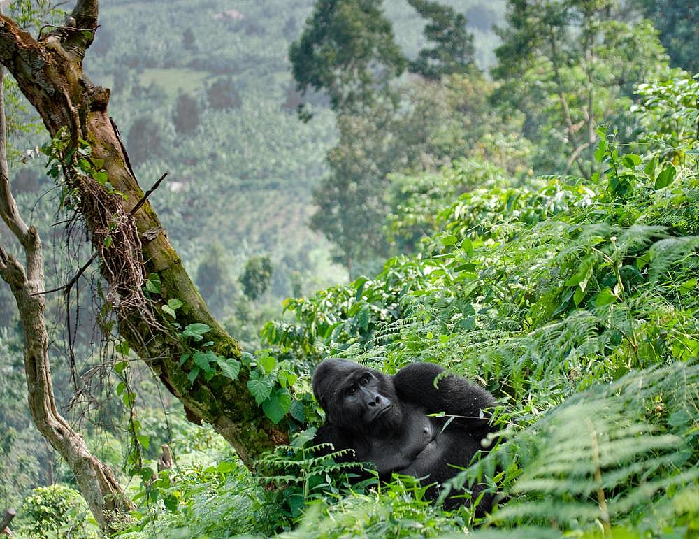 Uganda