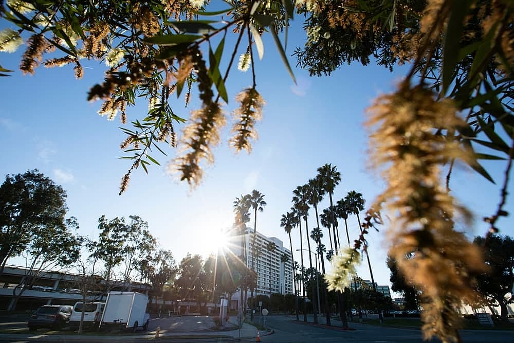 Palm framed view of the downtown skyline of Torrance, California, USA.