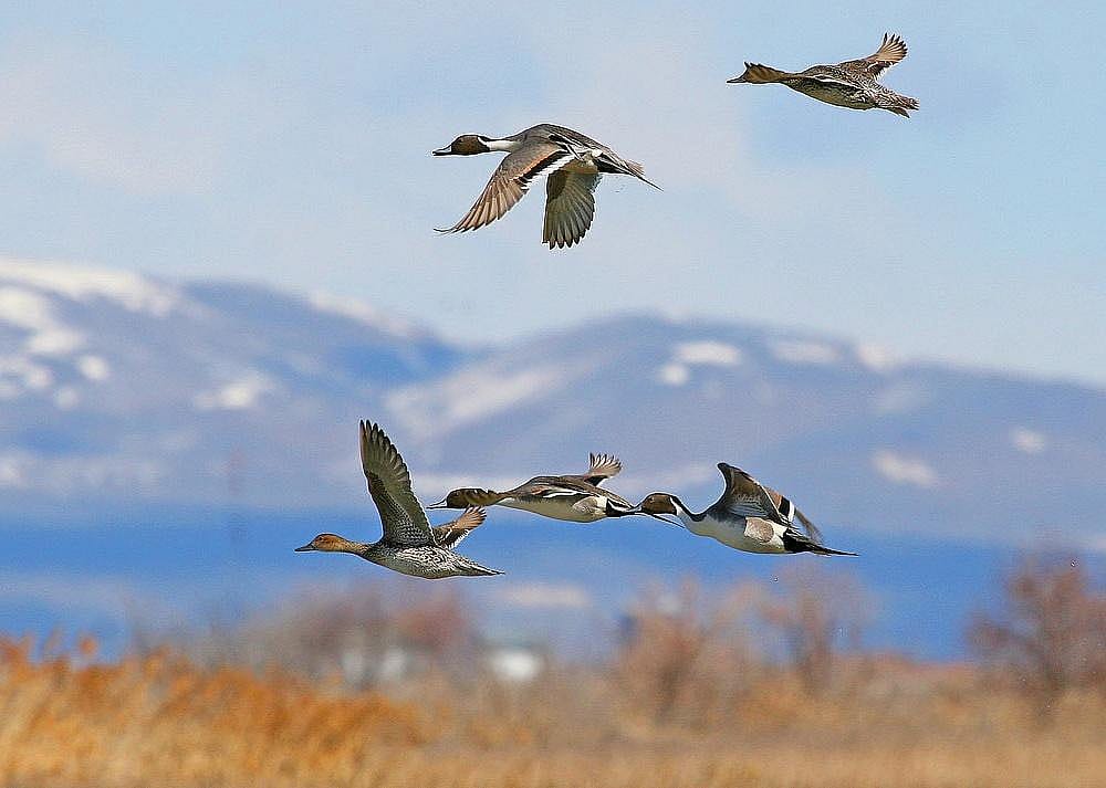 Migratory birds power nap while they fly