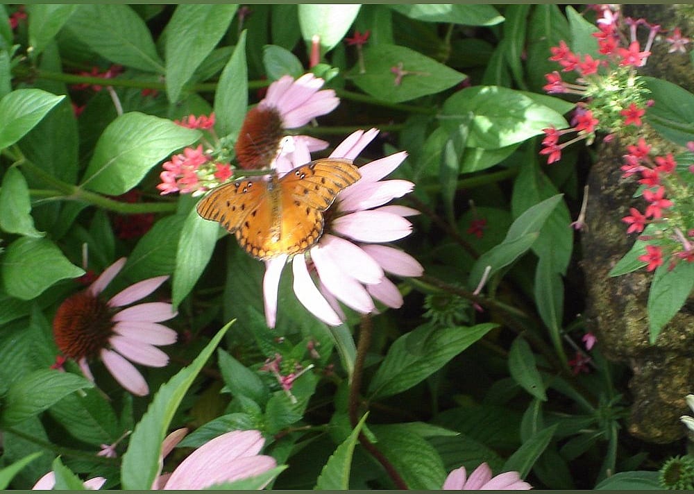 #1. Butterfly Rainforest