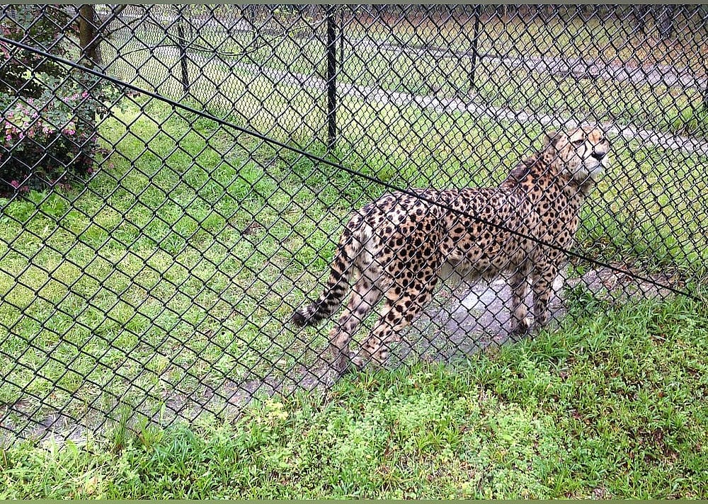 #3. Carson Springs Wildlife Conservation Foundation