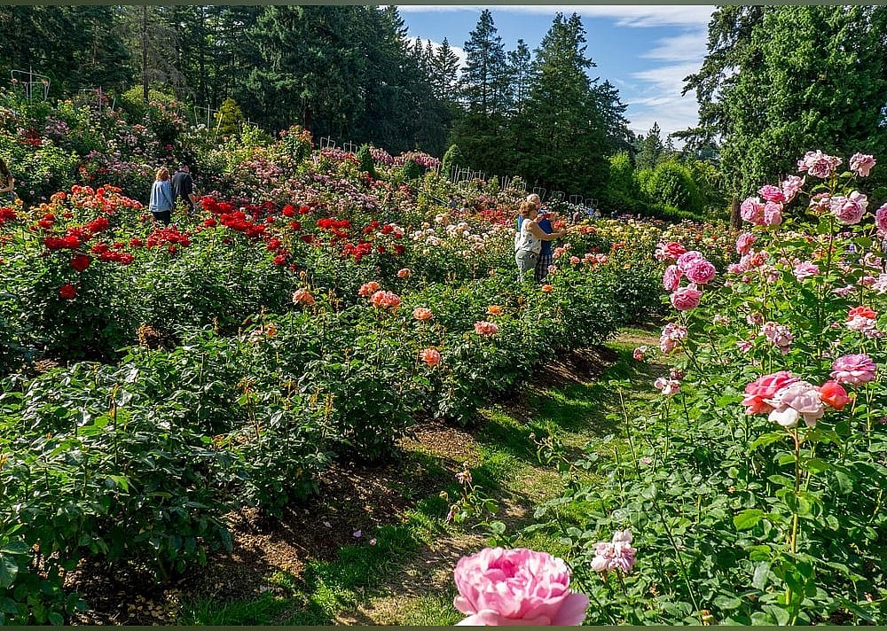 #2. International Rose Test Garden