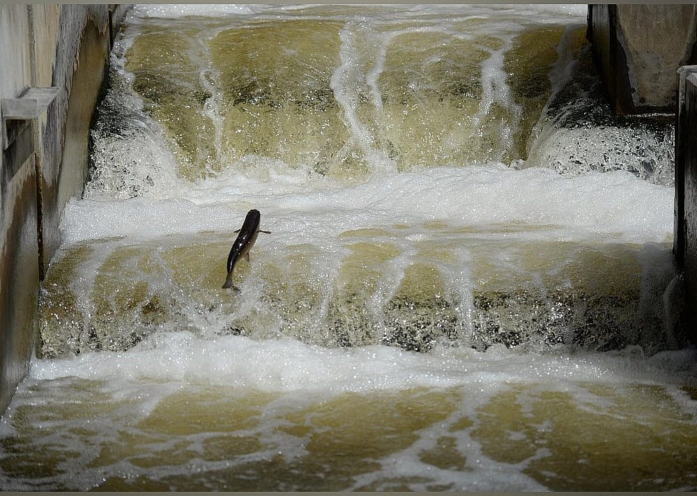 #19. Fish Ladder