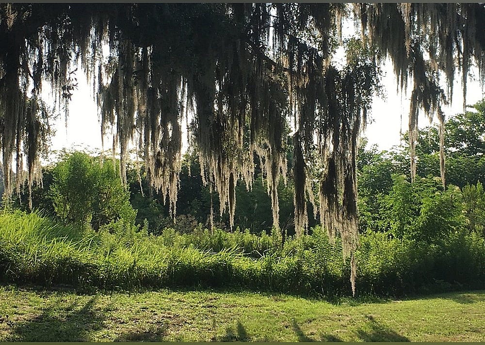 #19. Kanapaha Park