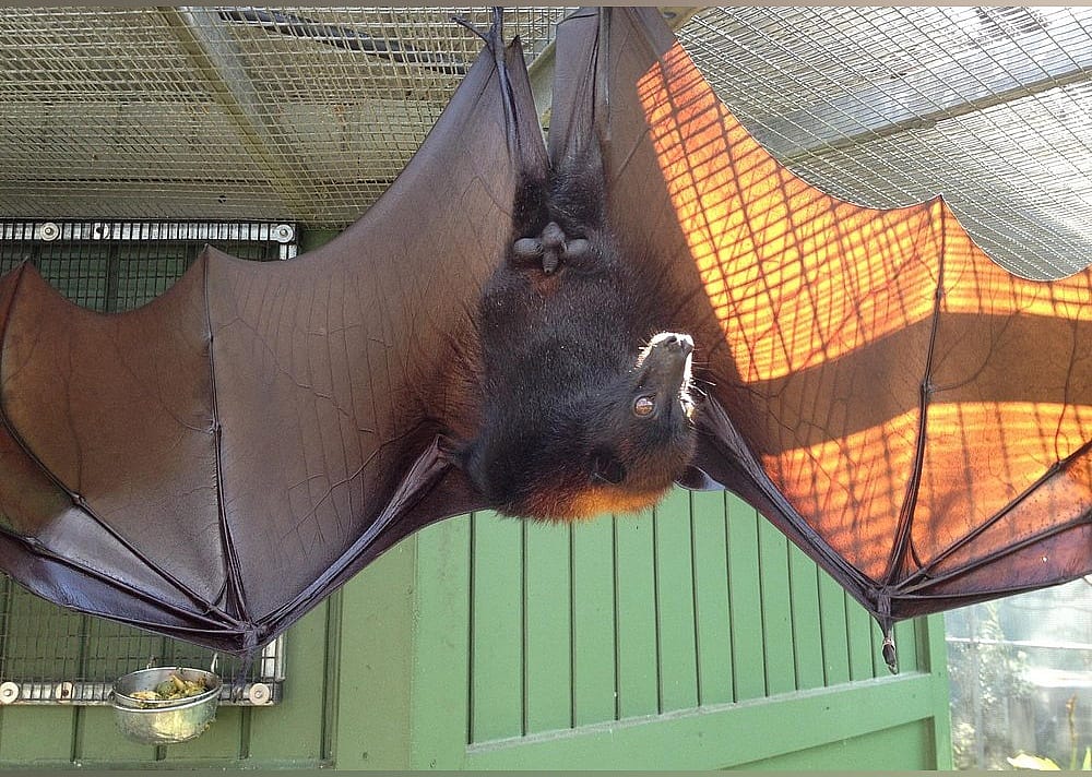 #18. Lubee Bat Conservancy