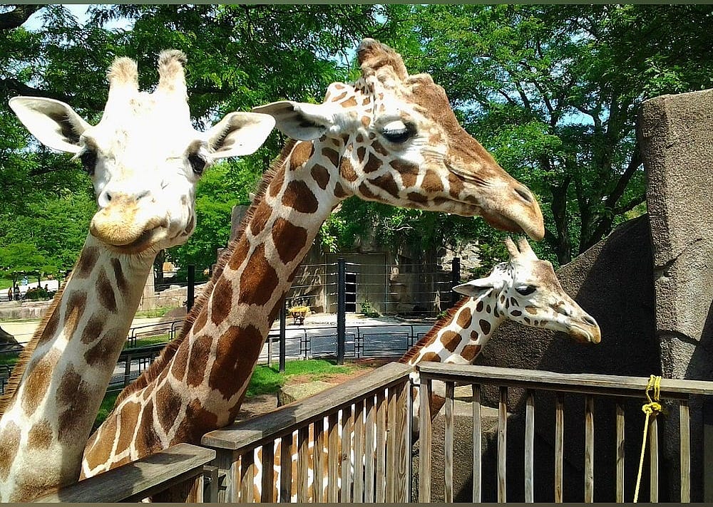 #11. Milwaukee County Zoo