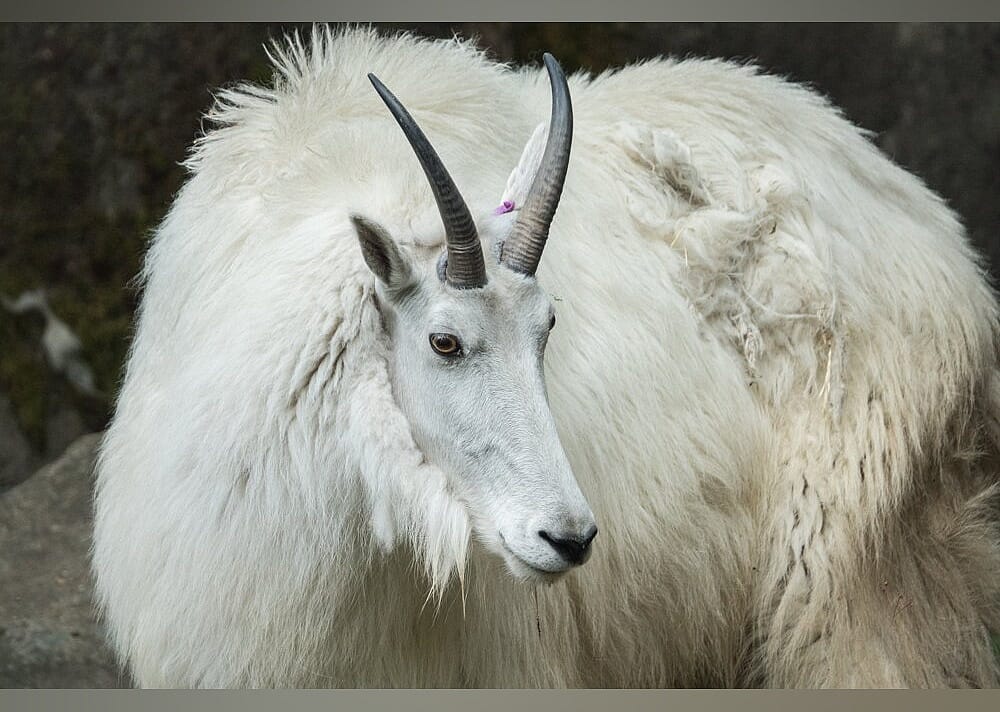 #17. Oregon Zoo: Together for Wildlife