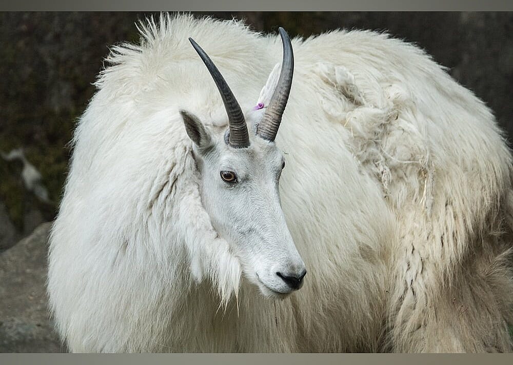 #8. Oregon Zoo: Together for Wildlife
