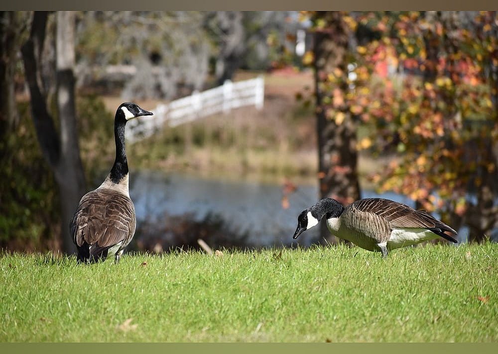 #3. Red Gate Farms - RV Resort