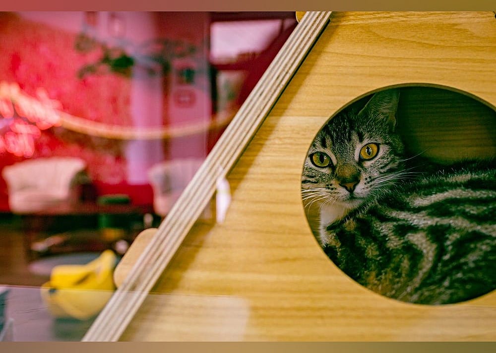 #3. Tally Cat Cafe