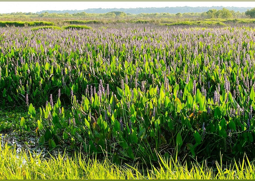 #4. Paynes Prairie
