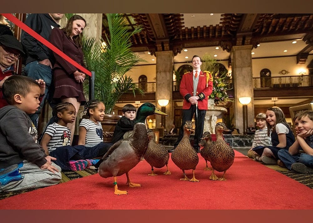 #14. The Peabody Ducks