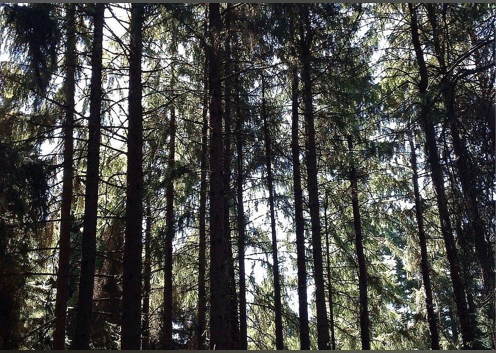 #9. Hoyt Arboretum