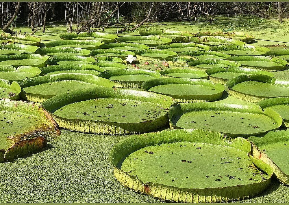 #6. Kanapaha Botanical Gardens