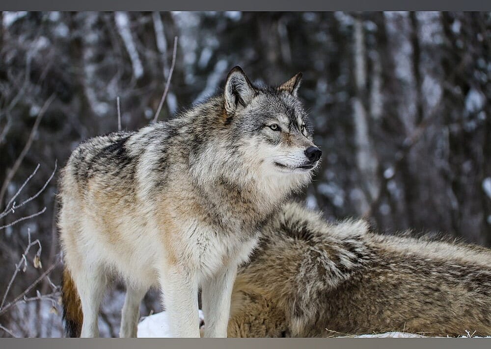 #9. International Wolf Center