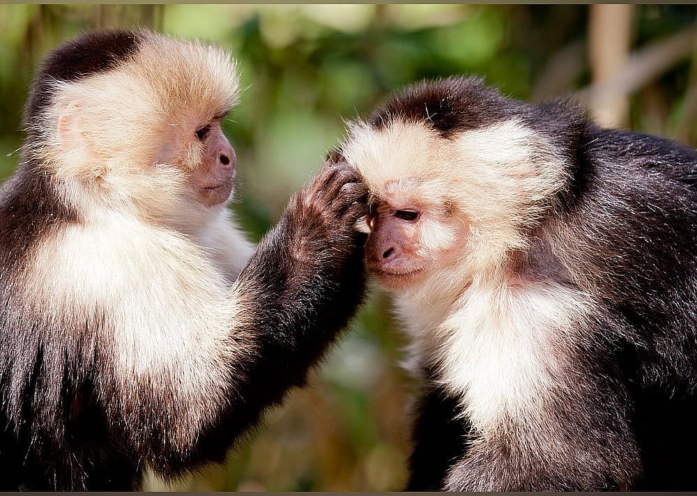 #28. Jungle Friends Primate Sanctuary